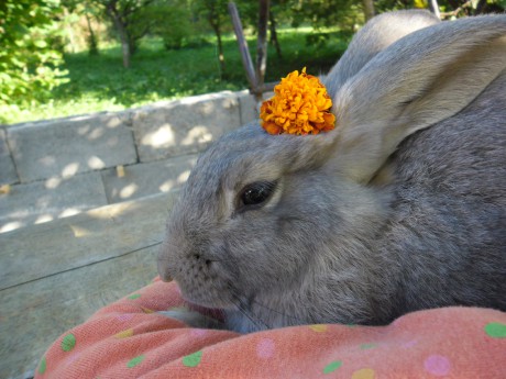 Dolly kraľovná kvetín